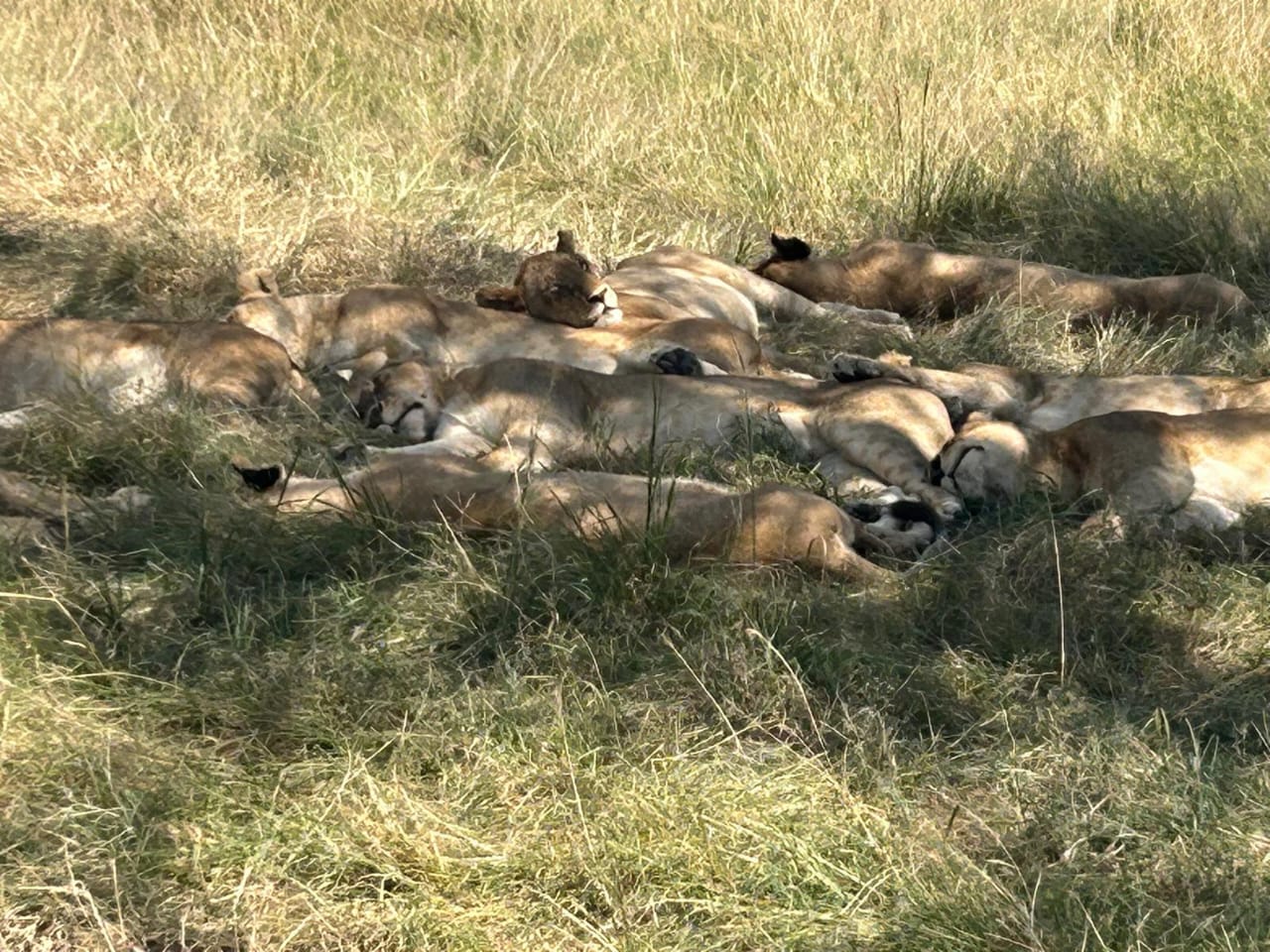 Masai Mara